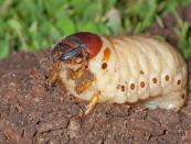 Что такое хрущ и как бороться с личинками майского жука