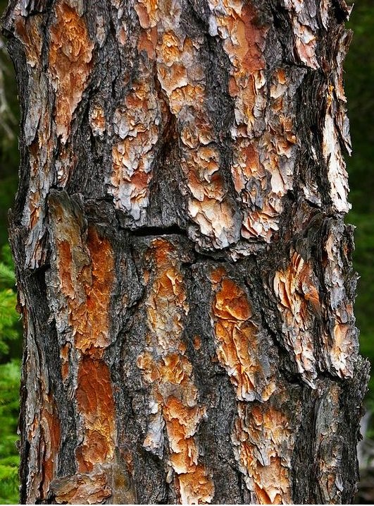 Дерево кедр- фото и описание видов кедровой сосны, уход и выращивание кедра
