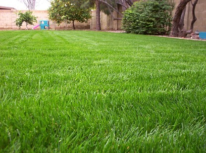 Как сажать газонную траву: инструкции и советы. Оптимальный срок посадки газона — сеять газонную траву осенью или весной