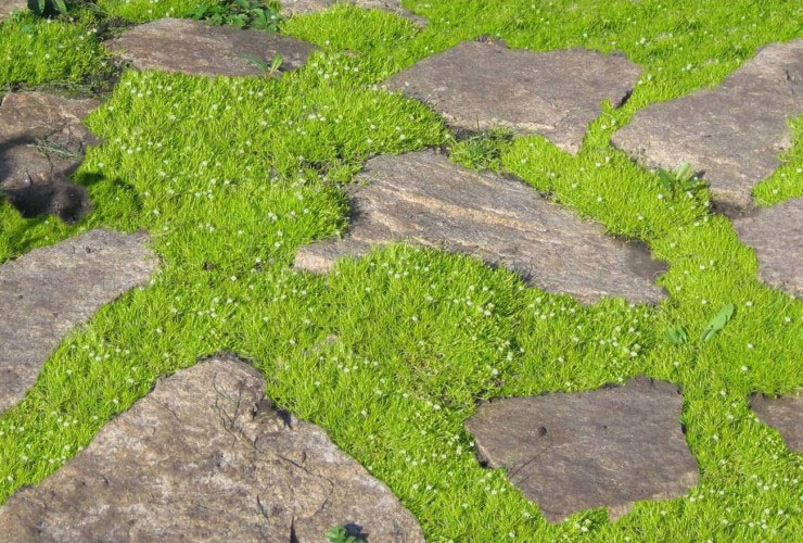 Как сажать газонную траву: инструкции и советы. Оптимальный срок посадки газона — сеять газонную траву осенью или весной